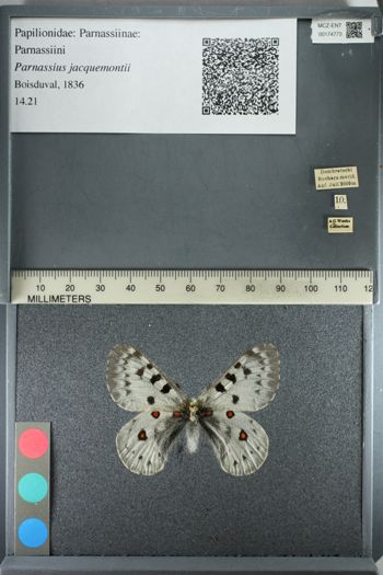 Media type: image;   Entomology 174773